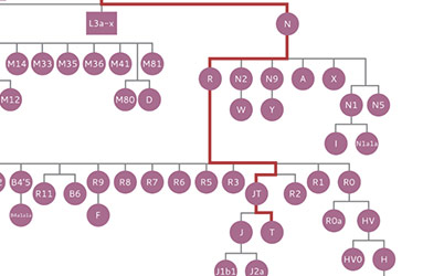 Female Ancestry Phylogenetic mtDNA Tree
