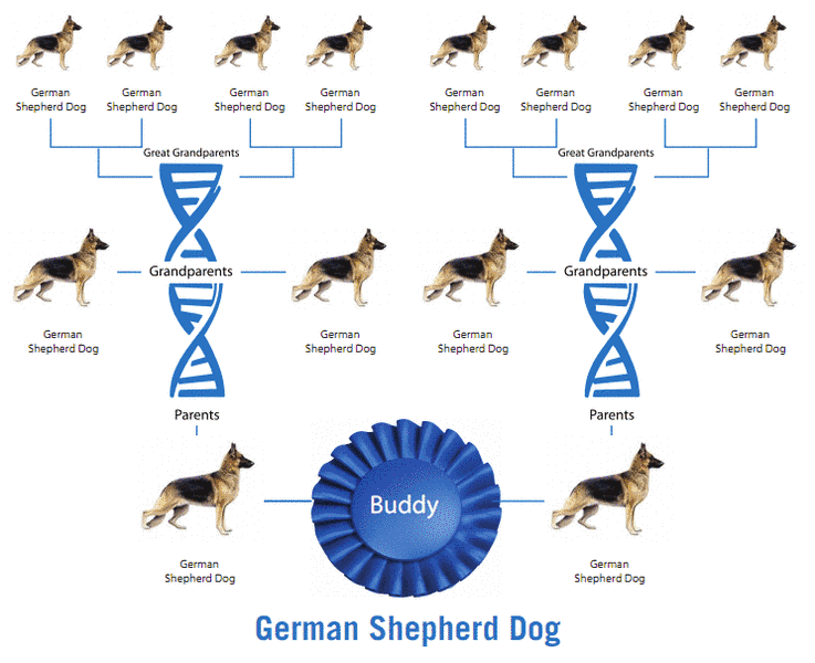 Dog DNA Test Report