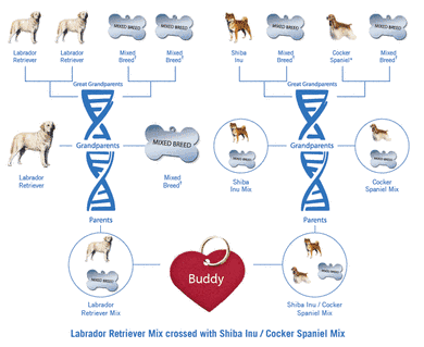 Dog DNA Test Report